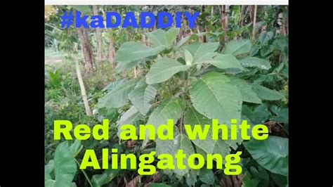 alingatong tree